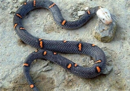 喜玛拉雅白头蛇的形态特征