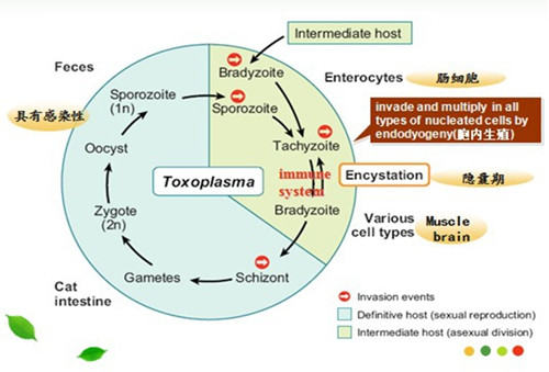 猫弓形虫的诊治