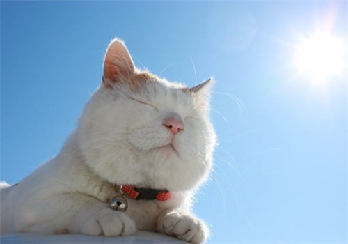猫咪要多晒太阳