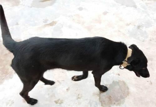 黑狼犬怎么样？黑狼犬的优点和缺点