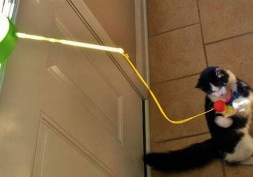 猫咪喜欢我们给它的玩具吗?