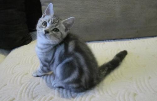 银虎斑猫多少钱一只？银虎斑猫饲养