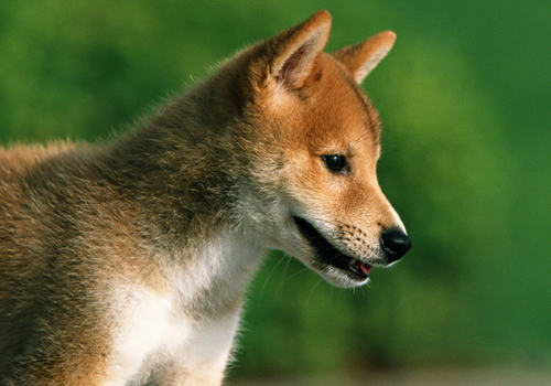 一条好柴犬的标准是什么