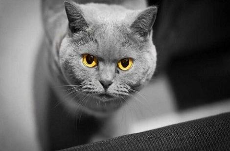 英国短毛猫经常吃益生菌会不会产生依赖性？