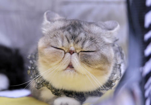 如何判断猫咪是否有鼻腔恶性肿瘤