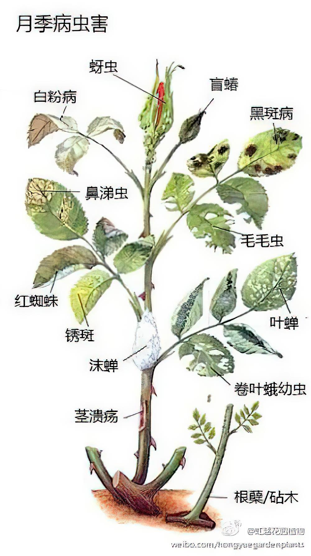 花卉病虫害图谱