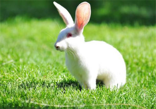 兔兔注射疫苗后出现结块怎么办 兔兔注射疫苗后出现结块怎么办