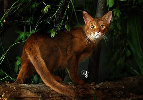 宠物猫训练方法合集 宠物猫训练方法合集