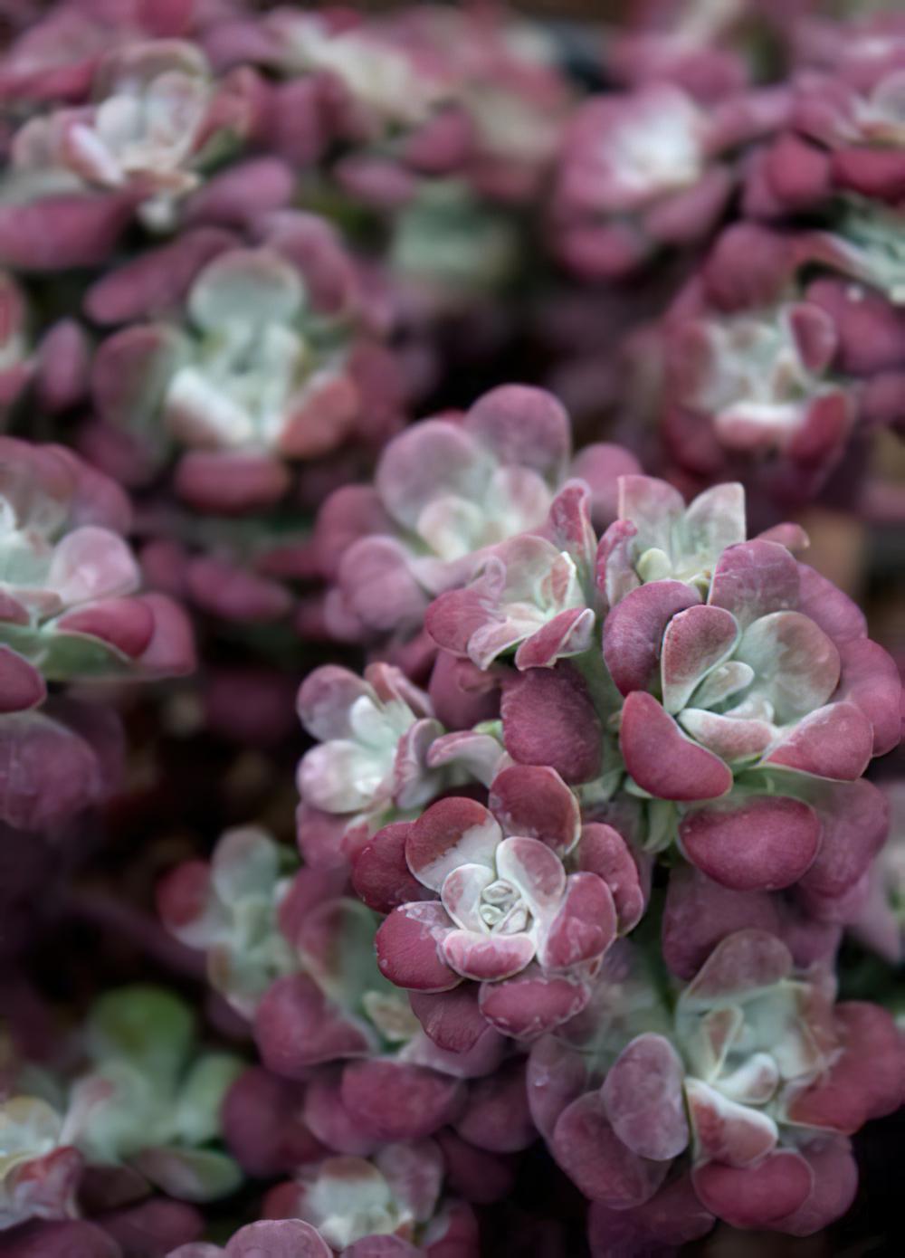 白霜/红霜 Sedum spathulifolium ssp. pruinosum