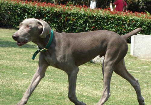 如何保护狗狗的骨骼 如何保护狗狗的骨骼