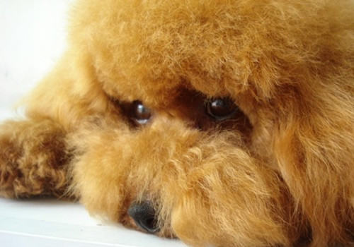 怀孕狗狗喂食次数的调整