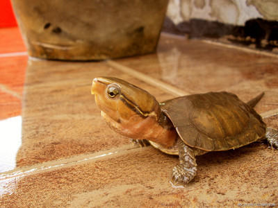 巴西龟的寿命有多长