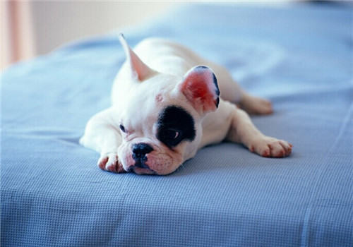 买狗窝垫需要注意哪些问题？