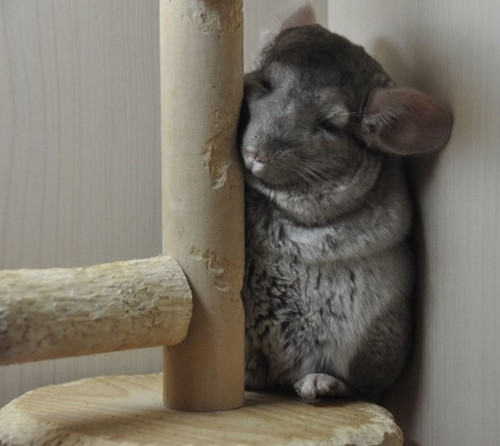 龙猫的笼子怎么放置好 龙猫的笼子怎么放置好