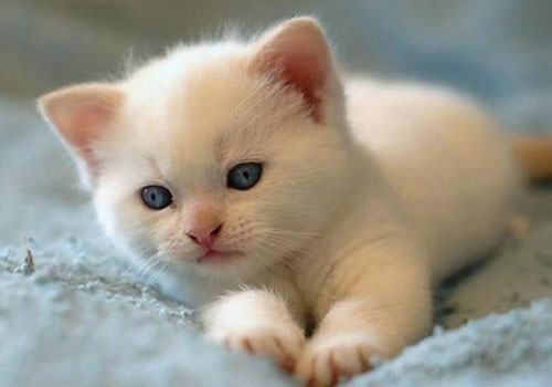 猫咪饭量减少是什么原因?