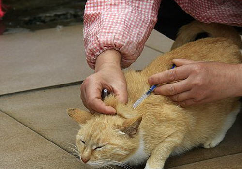 提前或延后为猫咪注射疫苗影响大吗 提前或延后为猫咪注射疫苗影响大吗
