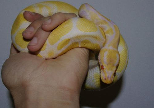 蟒蛇有哪些常见疾病