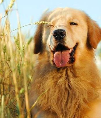 训练金毛犬学习站立的方法