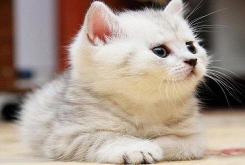 怎么训练猫不抓沙发