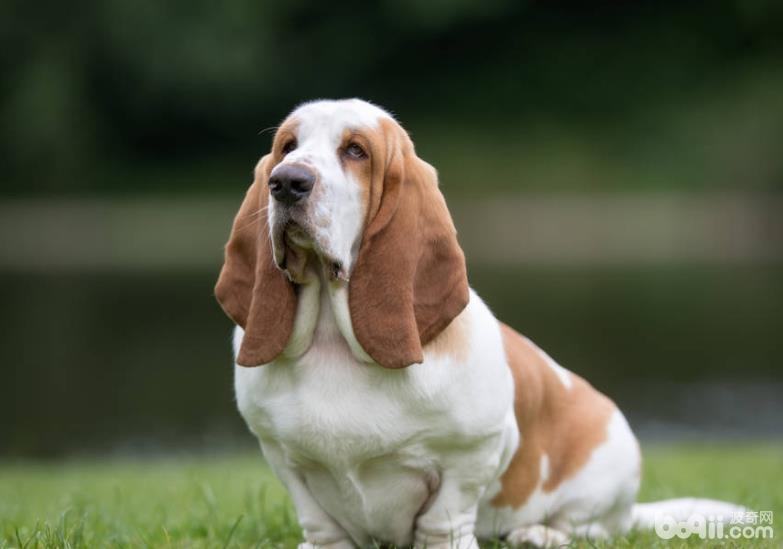 盘点最难训练的六种狗狗，二哈上榜