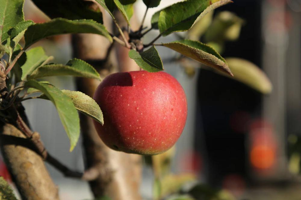 苹果的种植与管理技术要点