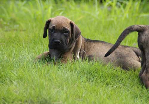 十大猛犬排行榜，你都知道有哪些吗？