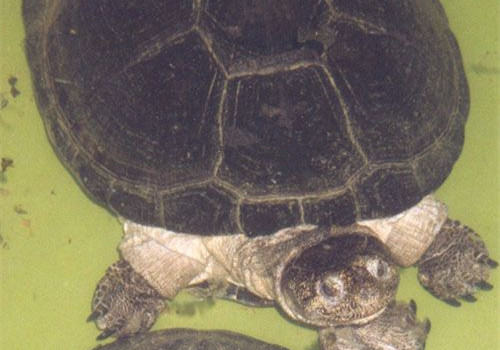 非洲棱背泥龟的养护要点