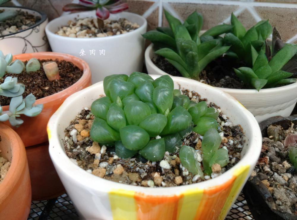 用爆盆的姬玉露证明，我不是“植物杀手”