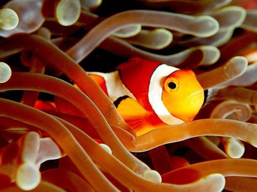 透红小丑鱼的喂食要点