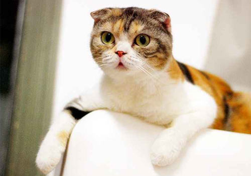 猫咪为什么不爱吃东西了
