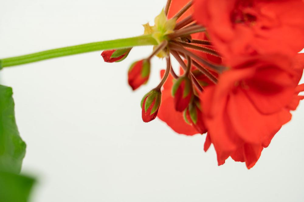 怎么让天竺葵开花，花期怎么养护