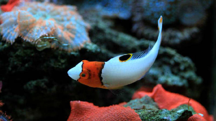 白鹦哥的喂食要点 白鹦哥的喂食要点