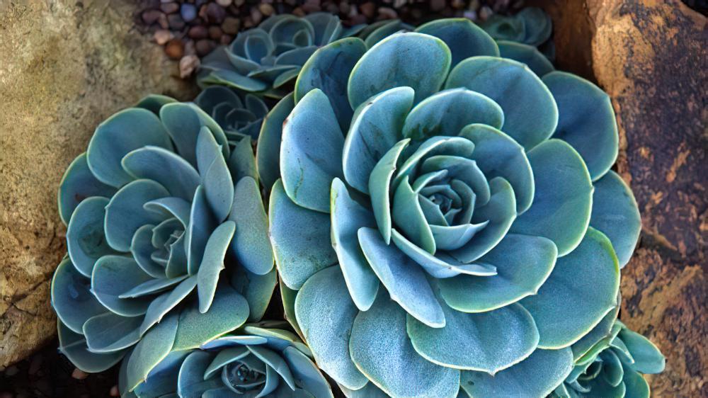 玉蝶（玉碟） Echeveria secunda var. glauca