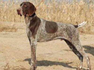 波音达犬聪明吗？波音达犬智商排名第几？