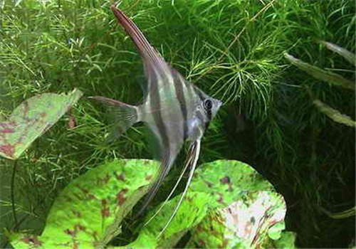 观赏鱼指环虫病的病原体简介