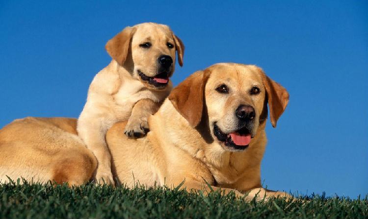 狗狗食物中毒的原因 狗狗食物中毒的原因