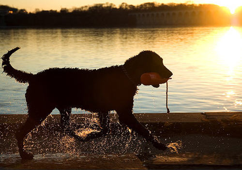 狗狗嘴巴溃疡怎么办