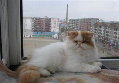 宠物猫肥胖的危害之如何减肥