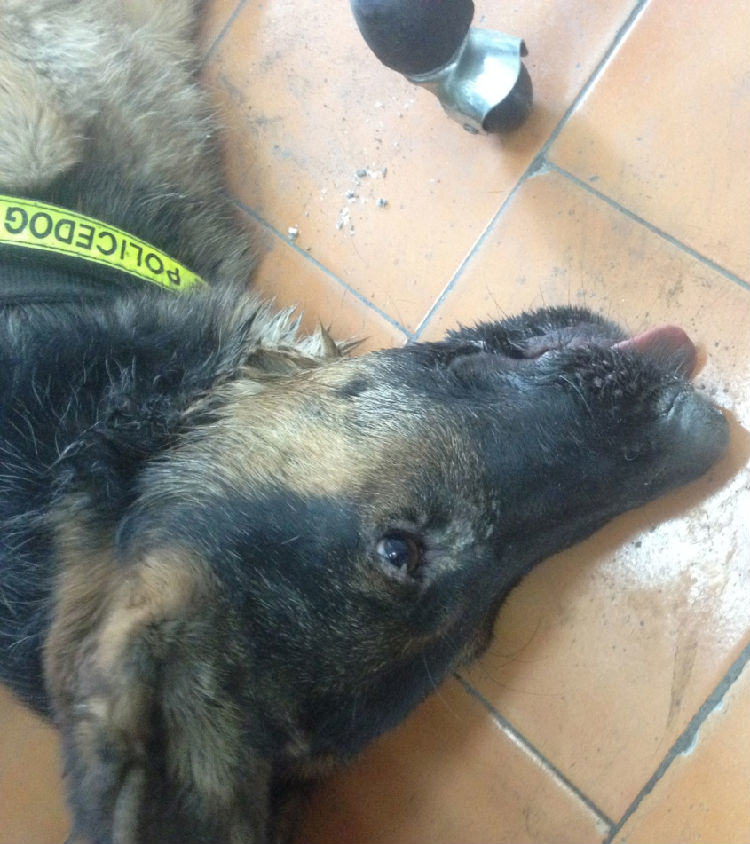 犬鼠药中毒症的症状及治疗