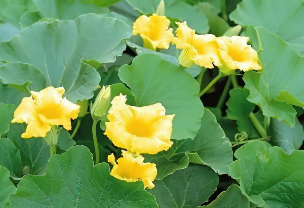 亦蔬亦药“南瓜花”
