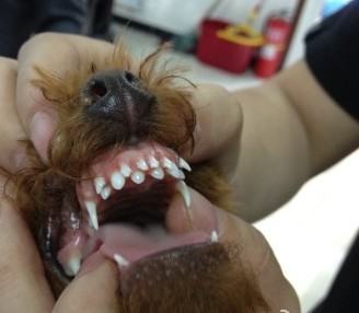 狗狗缺钙了怎么办