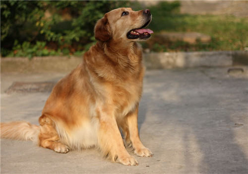 金毛犬驱虫药的品牌推荐