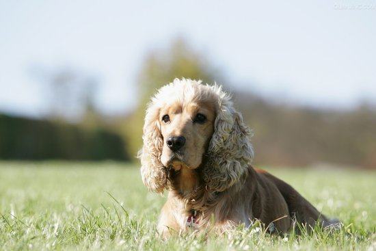 可卡犬什么时候开始换毛