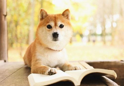 柴犬流眼泪的原因 柴犬流泪怎么办 柴犬流眼泪的原因 柴犬流泪怎么办