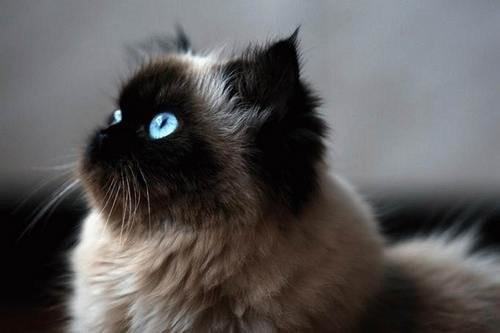 怎么帮助初次生产的猫咪 怎么帮助初次生产的猫咪