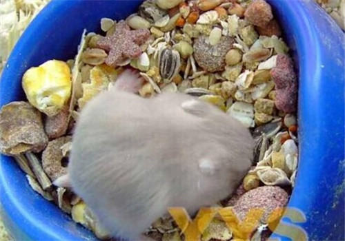 紫衣仓鼠的形态特征