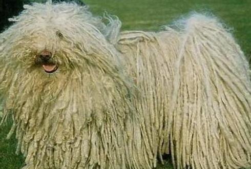 抹布狗是什么狗？匈牙利牧羊犬介绍