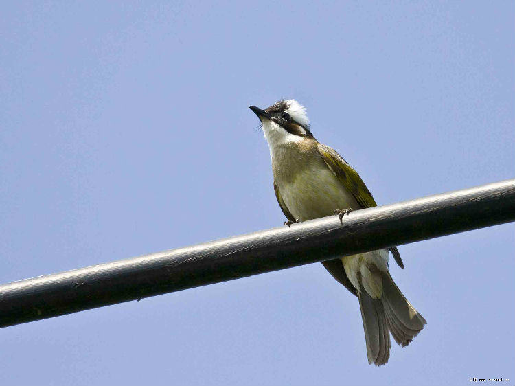 白头鹎的环境要求