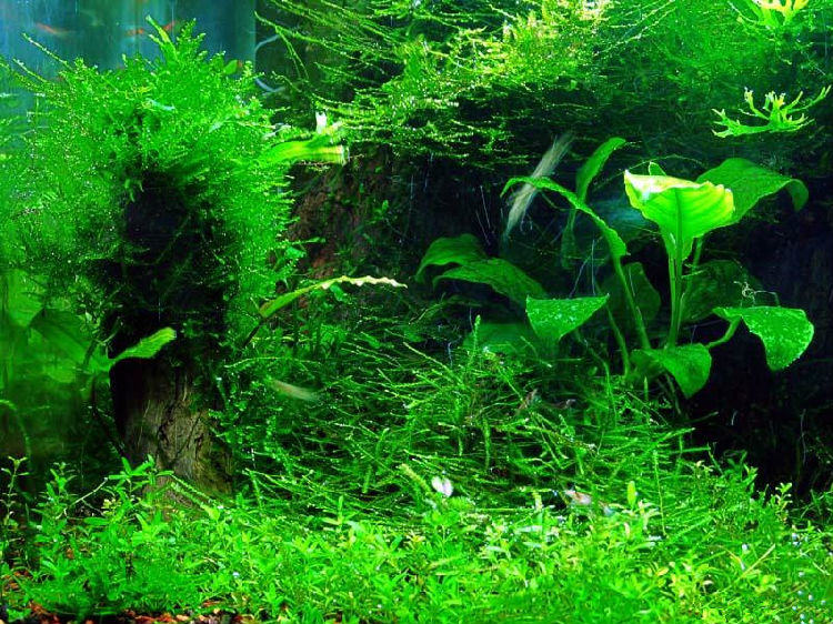 养好水草的几个重要条件