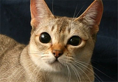 新加坡猫价格，新加坡猫多少钱一只？